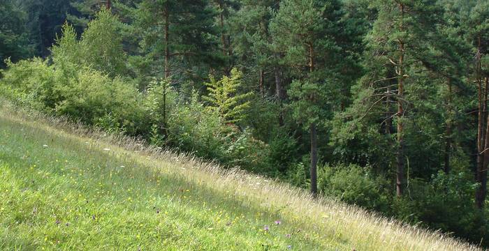 Naturschutzgebiet Latschgetweid © Pro Natura Solothurn
