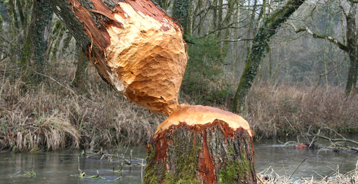 Biberbaum © Esther Gerlach