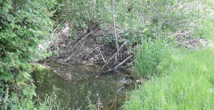Biberdamm Hersiwil © Pro Natura Solothurn