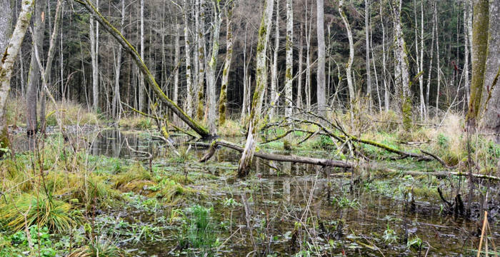Biberwald Hersiwil