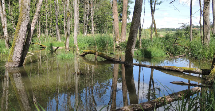 Biberwald in Hersiwil