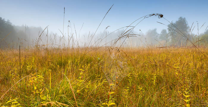 Chlepfibeerimoos © Andreas Gerth