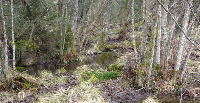 Feuchtstellen im Chlepfibeerimoos © Pro Natura Solothurn