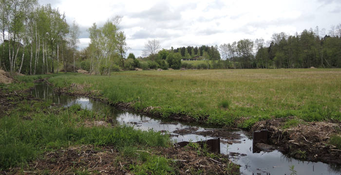 Chlepfibeerimoos Randrinne © Pro Natura Solothurn