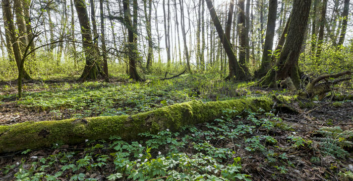 Erlenschachen © Andreas Gerth