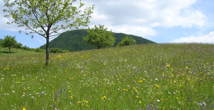 Extensive Wiese © Pro Natura Solothurn