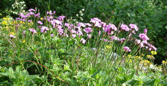 Grenobler Nelke © Pro Natura Solothurn