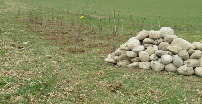 Neu angepflanzte Hecke mit Steinhaufen