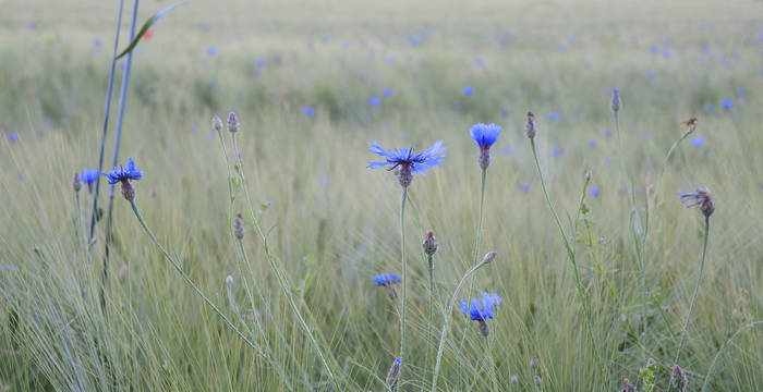 Kornblumen im Weizen