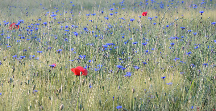 Wildkräuter in Kornfeld