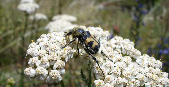 Pinselkäfer
