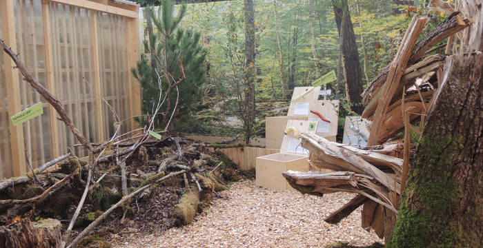 Themenbereich Totholz lebt © Pro Natura Solothurn