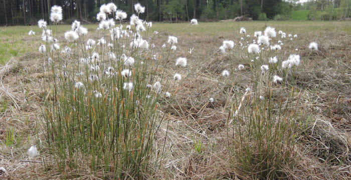Wollgras © Pro Natura Solothurn