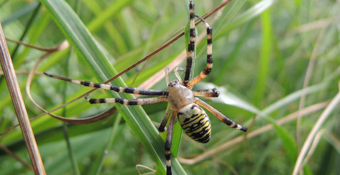 Zebraspinne