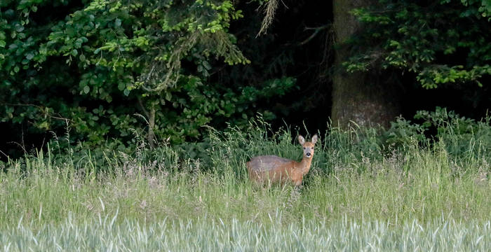 Reh am Waldrand