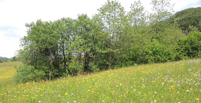 Artenreiche Blumenwiese