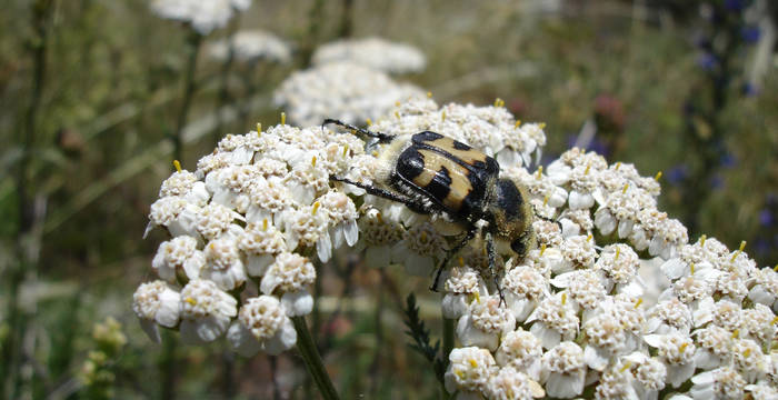 Pinselkäfer