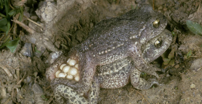 Geburtshelferkrötenpaar bei der Paarung © Albert Krebs