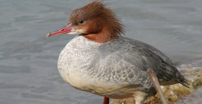 Gänsesäger