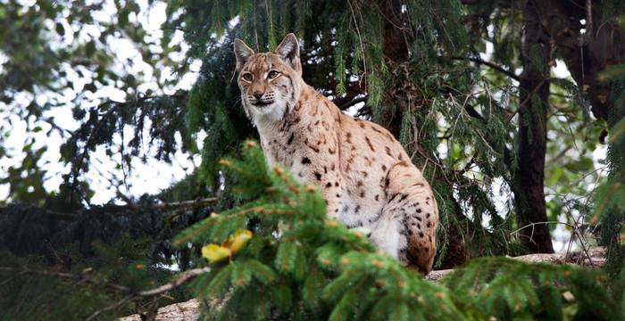 Luchs