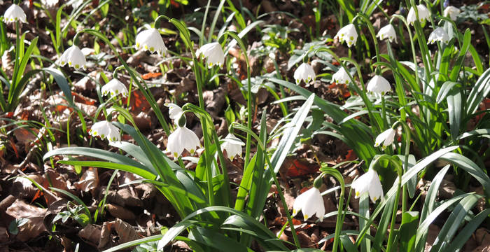 Wahlfrühling in Solothurn