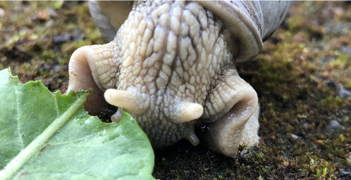 Schnecke © C. Rutschmann