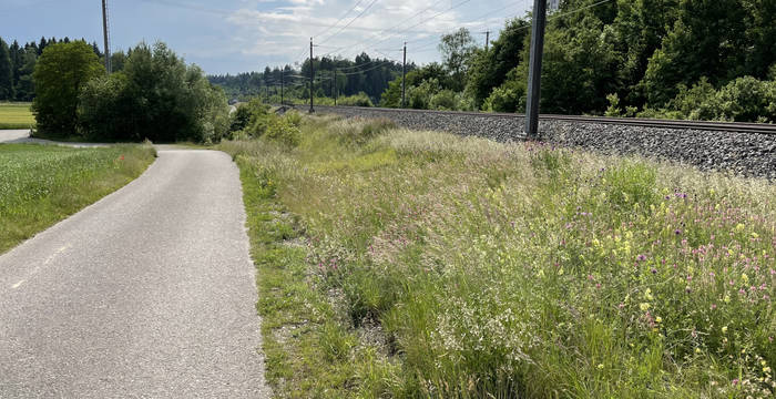 Artenreiche Böschung bei Recherswil