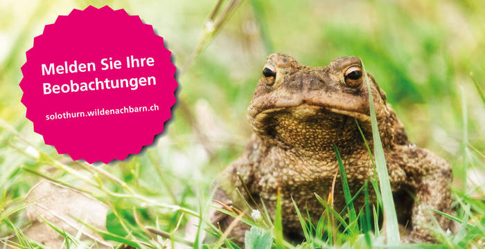 Erdkröte©WildeNachbarn_Solothurn