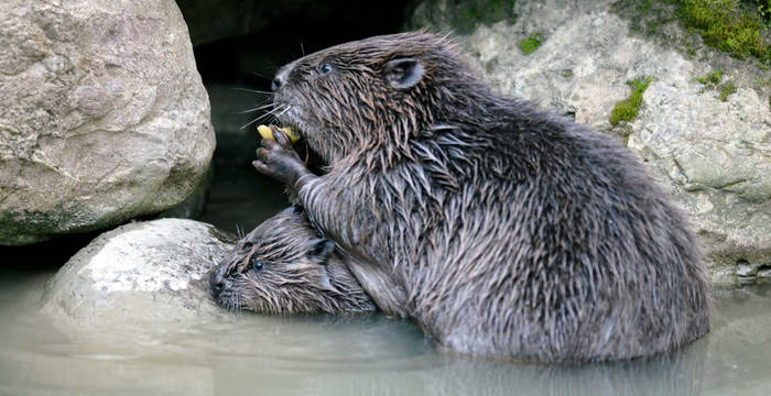 Zwei Biber am Wasserrand