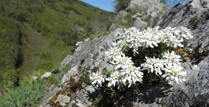 Seltener Felsenbauernsenf auf der Ravellen