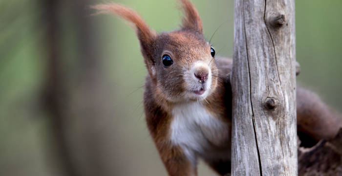 Dunkelbraunes Eichhörnchen