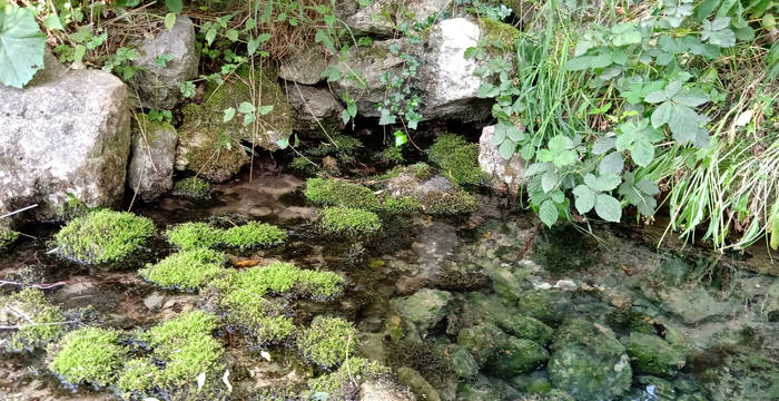 Quellaustritt im Naturpark Thal © UNA Bern-S.Rohr