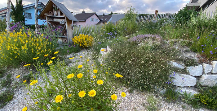 Wildbienenhaus mit Ruderalbepflanzung beim Schulhaus in Hofstetten © Koni Gschwind