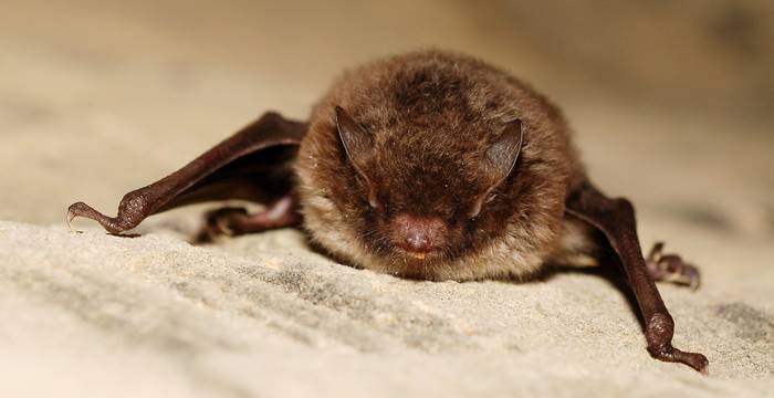 Wasserfledermaus