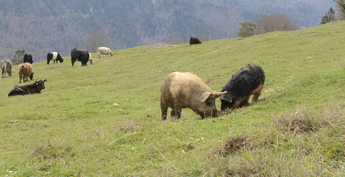 Weide mit Rindern und Schweinen