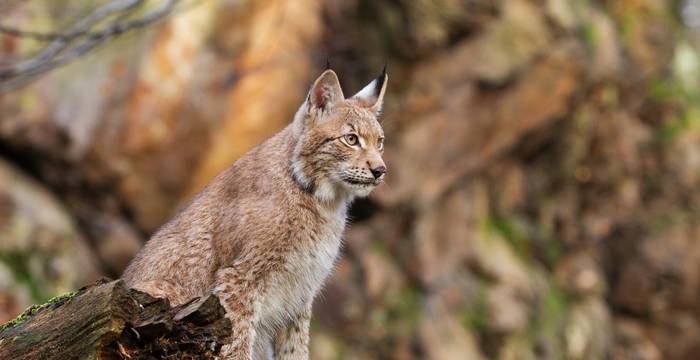 Europäischer Luchs