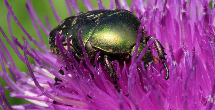 Rosenkäfer Centaurea Themennachmittag