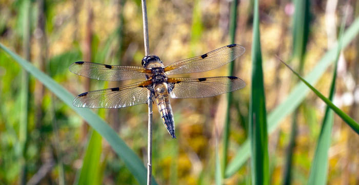 Libelle Vierfleck