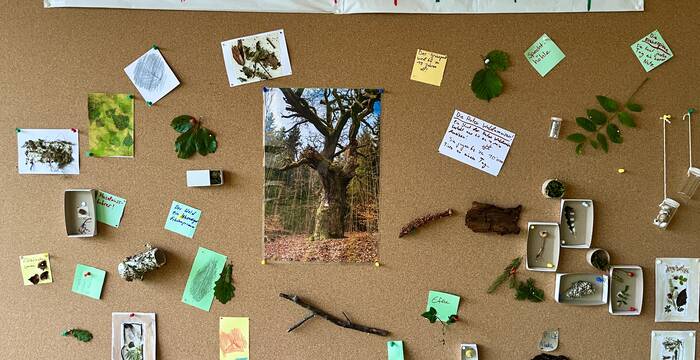 Pinnwand: Waldkunstwerk der Besuchenden