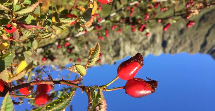 Rose in Hecke
