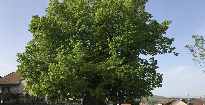Die eindrückliche rund 500-jährige Linde in Estavayer-le-Lac ist trotz hohlem Stamm sehr vital.