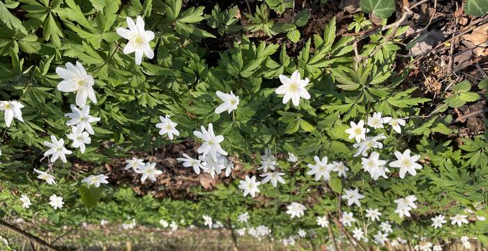 Anemone