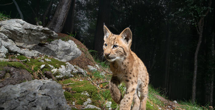 Luchs