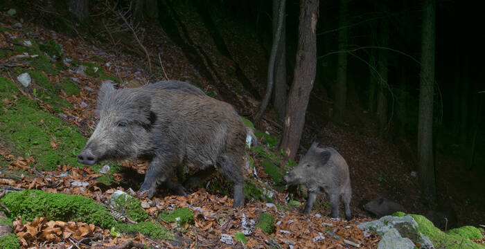 Wildschweine