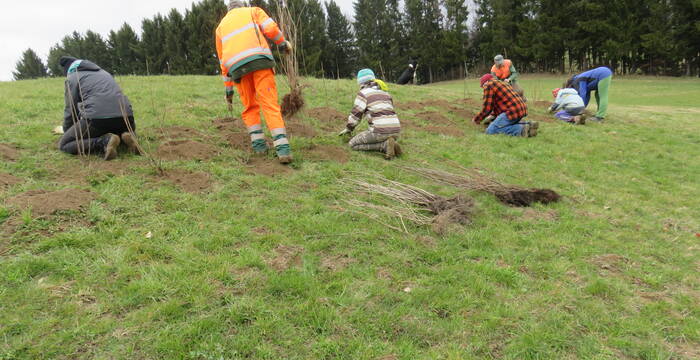 Heckenpflanzung