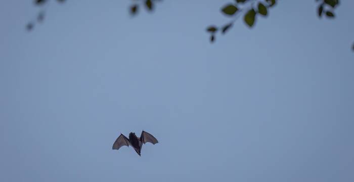 Zwergfledermaus fliegend