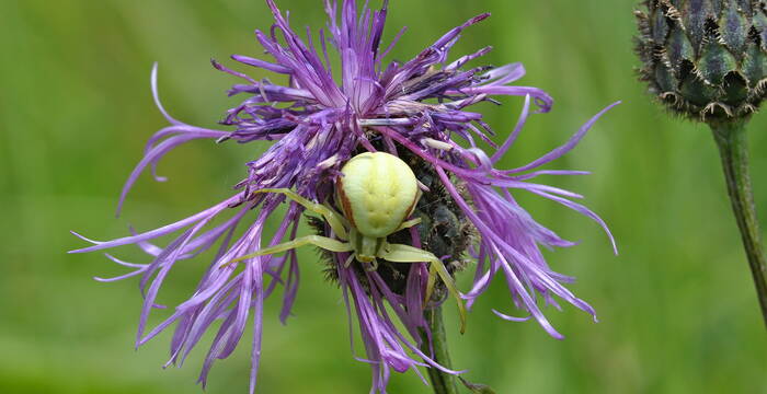 Veränderliche Krabbenspinne (Misumena vatia)
