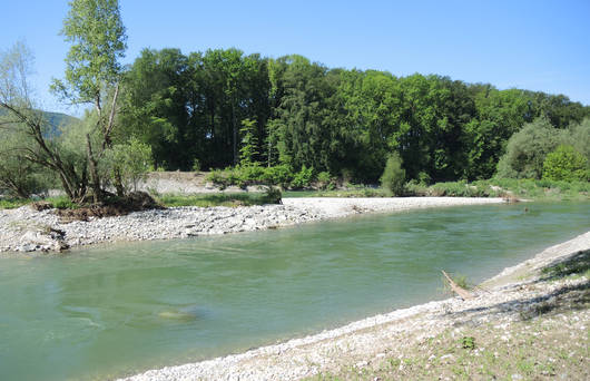 Aare bei Winznau © Pro Natura Solothurn