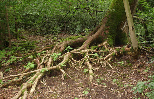 Stelzwurzeln im Erlenschachen