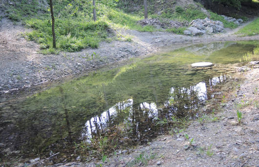 Weiher für Geburtshelferkröten © Pro Natura Solothurn